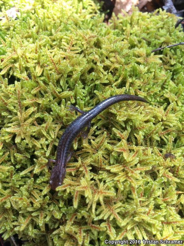 Southern Zigzag Salamander (Plethodon ventralis)