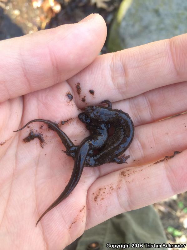 Santeetlah Dusky Salamander (Desmognathus santeetlah)