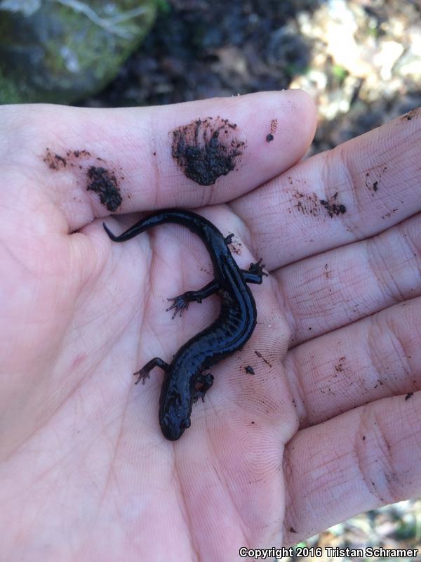 Imitator Salamander (Desmognathus imitator)