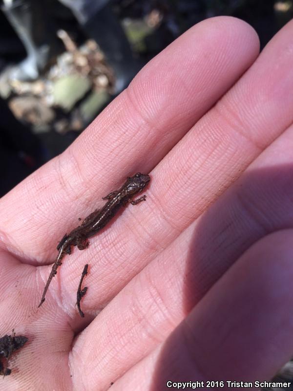 Pygmy Salamander (Desmognathus wrighti)