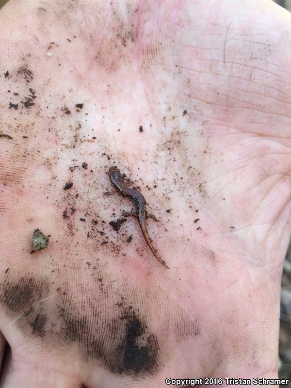 Pygmy Salamander (Desmognathus wrighti)