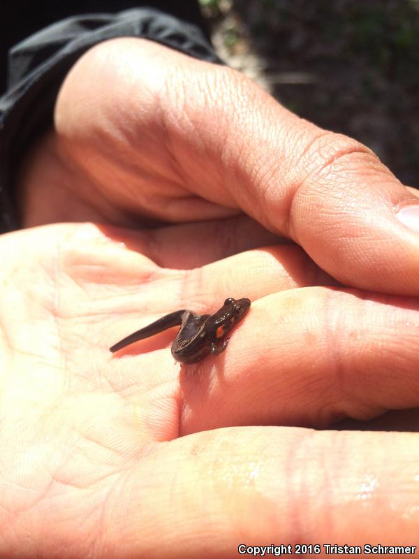 Imitator Salamander (Desmognathus imitator)