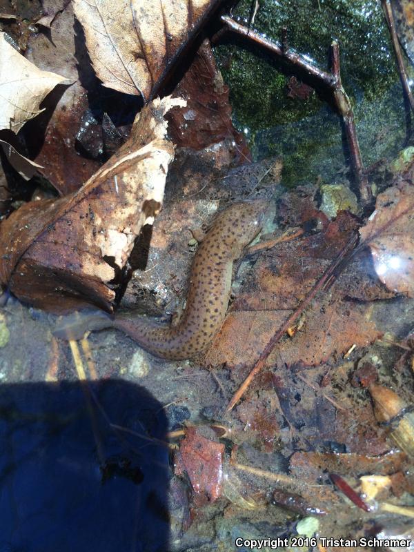 Black-chinned Red Salamander (Pseudotriton ruber schencki)