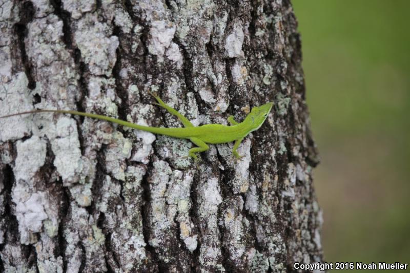 Southern Green Anole (Anolis carolinensis seminolus)