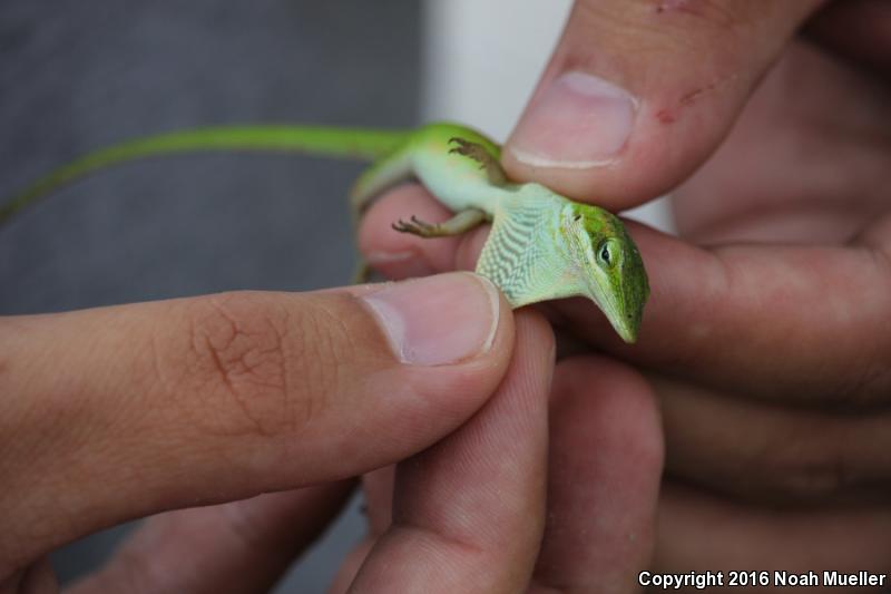 Southern Green Anole (Anolis carolinensis seminolus)