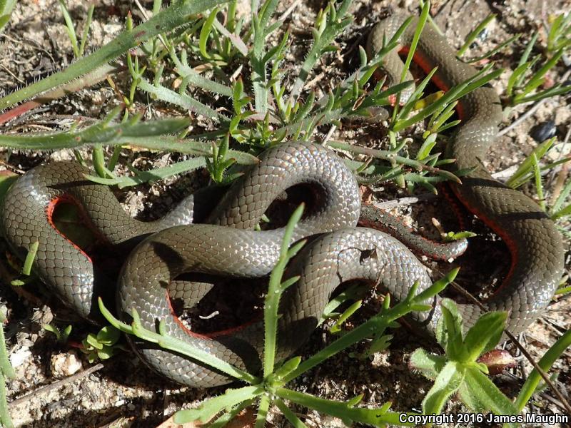 Monterey Ring-necked Snake (Diadophis punctatus vandenburgii)