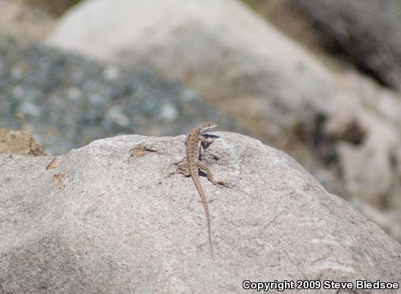 Long-nosed Leopard Lizard (Gambelia wislizenii wislizenii)