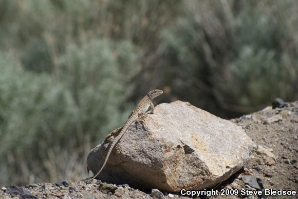 Long-nosed Leopard Lizard (Gambelia wislizenii wislizenii)