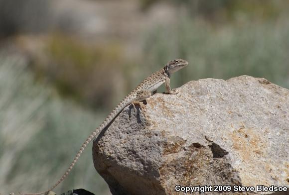 Long-nosed Leopard Lizard (Gambelia wislizenii wislizenii)