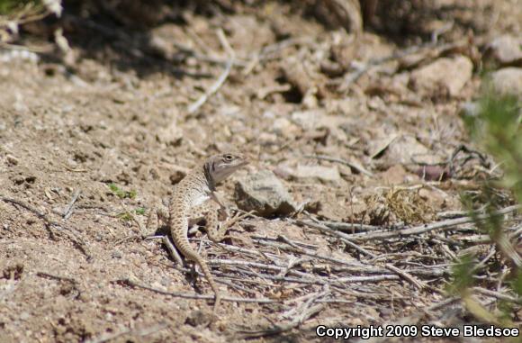 Long-nosed Leopard Lizard (Gambelia wislizenii wislizenii)