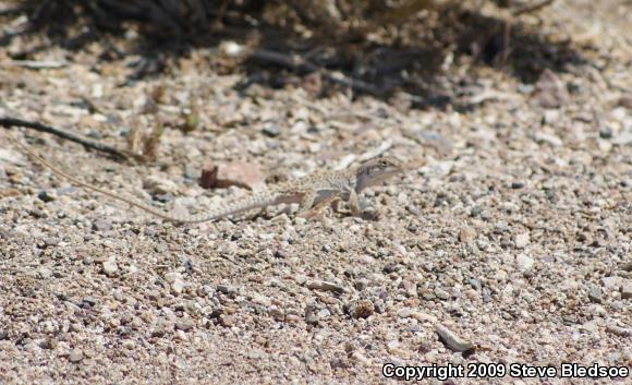 Long-nosed Leopard Lizard (Gambelia wislizenii wislizenii)