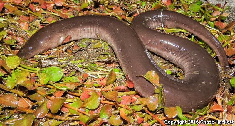 Two-toed Amphiuma (Amphiuma means)