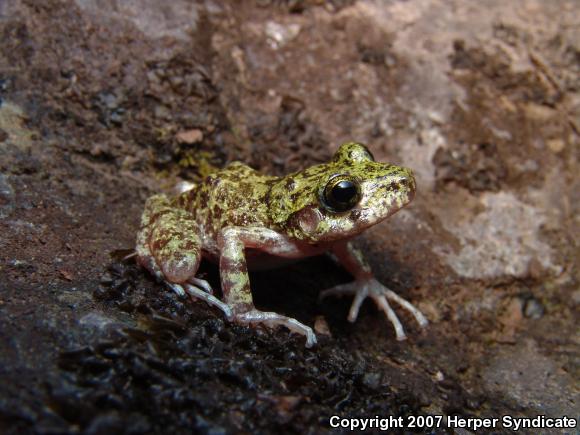 Tarahumara Barking Frog (Craugastor tarahumaraensis)