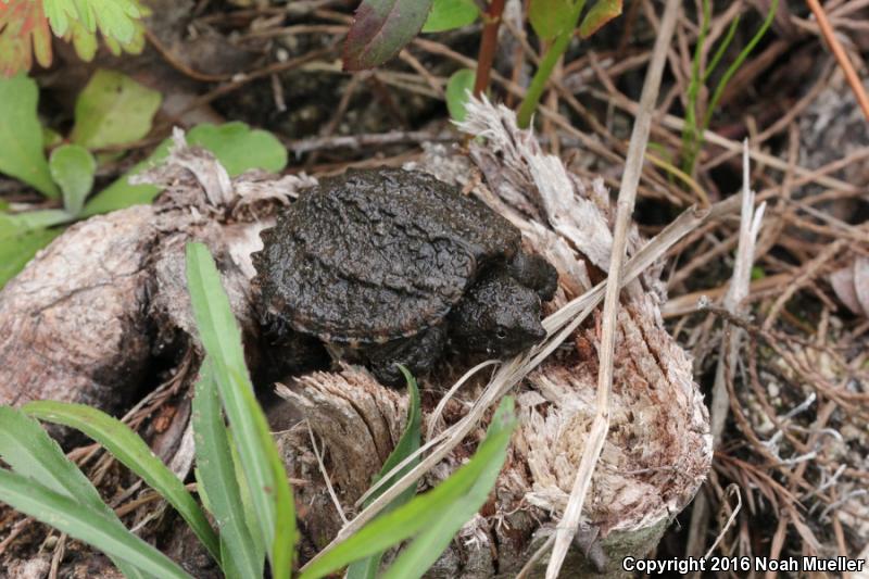 Florida Snapping Turtle (Chelydra serpentina osceola)