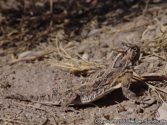 Texas Horned Lizard (Phrynosoma cornutum)