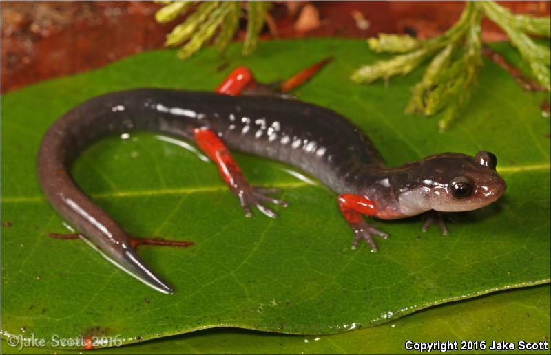 Red-legged Salamander (Plethodon shermani)