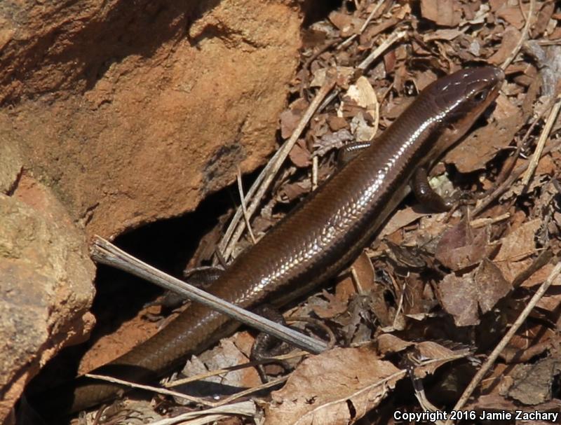 Southern Prairie Skink (Plestiodon septentrionalis obtusirostris)