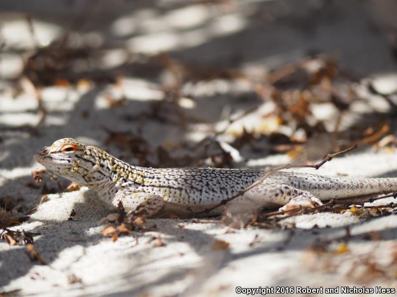 Coachella Valley Fringe-toed Lizard (Uma inornata)