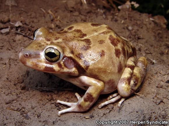 Zweifel's Barking Frog (Craugastor augusti fuscofemora)