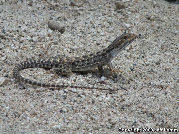 Cope's Leopard Lizard (Gambelia copei)