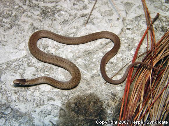 Mexican Yellow-bellied Brownsnake (Storeria hidalgoensis)