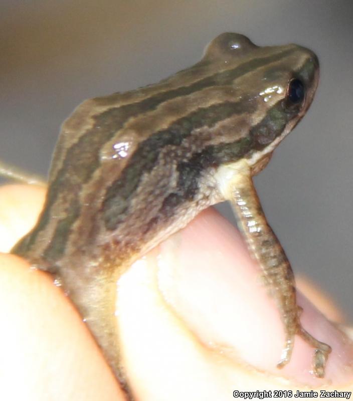 Cajun Chorus Frog (Pseudacris fouquettei)