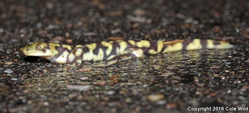 Barred Tiger Salamander (Ambystoma mavortium mavortium)