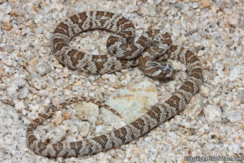 Western Lyresnake (Trimorphodon biscutatus biscutatus)