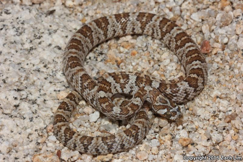 Western Lyresnake (Trimorphodon biscutatus biscutatus)