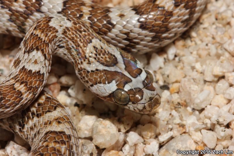 Western Lyresnake (Trimorphodon biscutatus biscutatus)