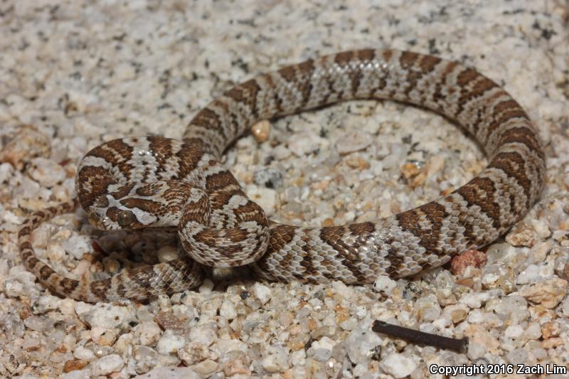 Western Lyresnake (Trimorphodon biscutatus biscutatus)