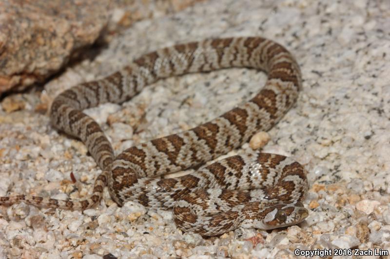 Western Lyresnake (Trimorphodon biscutatus biscutatus)