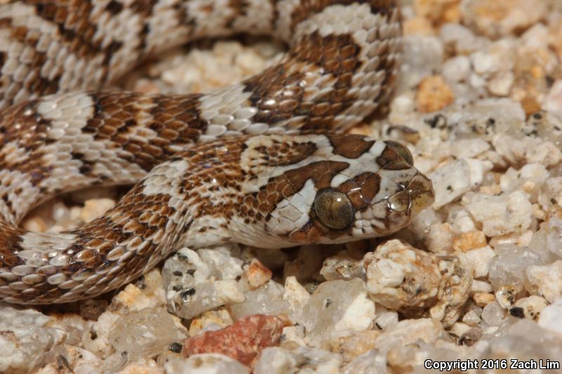 Western Lyresnake (Trimorphodon biscutatus biscutatus)