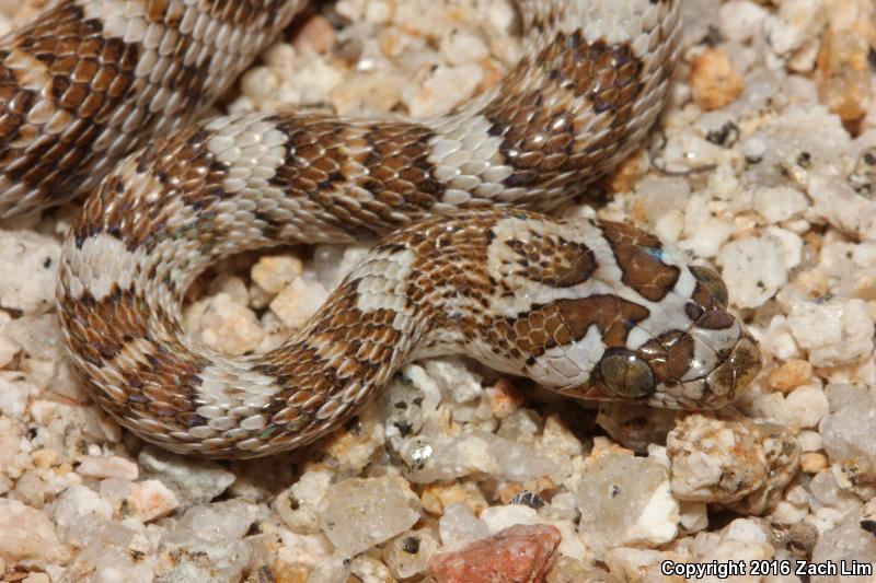 Western Lyresnake (Trimorphodon biscutatus biscutatus)