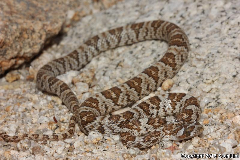 Western Lyresnake (Trimorphodon biscutatus biscutatus)