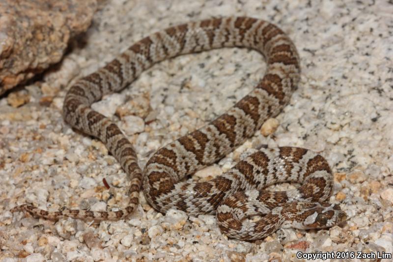 Western Lyresnake (Trimorphodon biscutatus biscutatus)