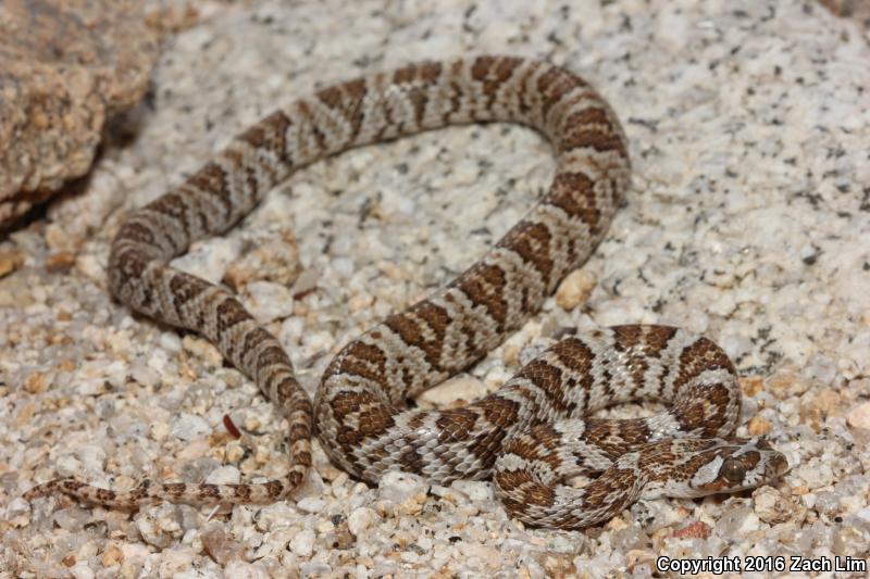 Western Lyresnake (Trimorphodon biscutatus biscutatus)