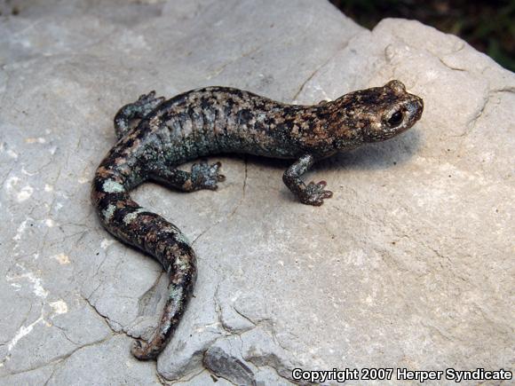 False Brook Salamanders (Pseudoeurycea)