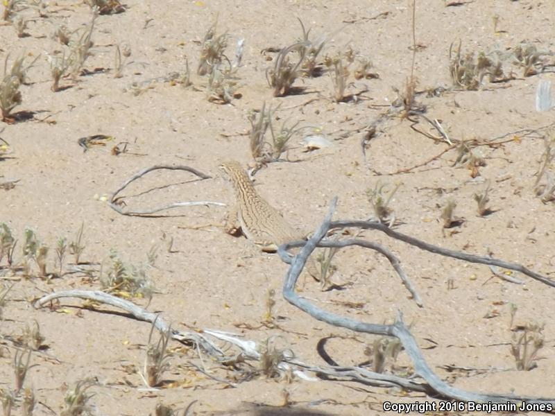 Yuman Fringe-toed Lizard (Uma rufopunctata)