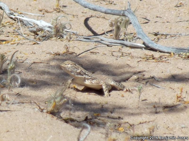 Yuman Fringe-toed Lizard (Uma rufopunctata)