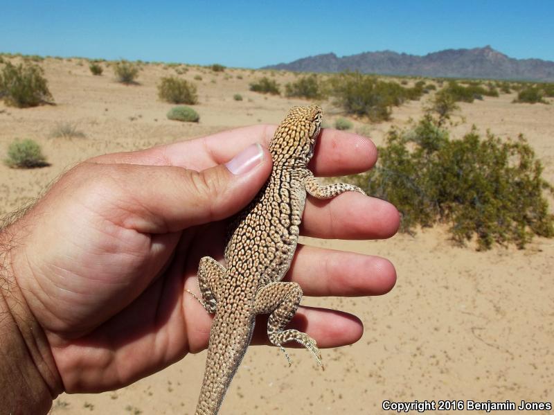 Yuman Fringe-toed Lizard (Uma rufopunctata)