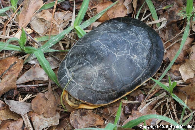 Florida Chicken Turtle (Deirochelys reticularia chrysea)