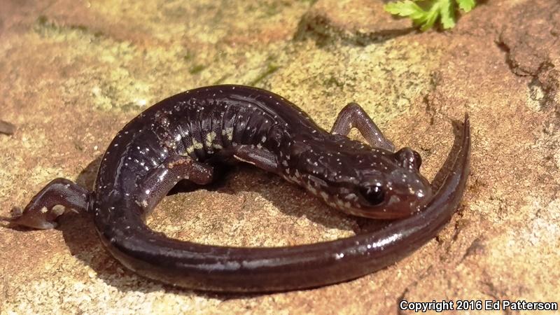 Wehrle's Salamander (Plethodon wehrlei)