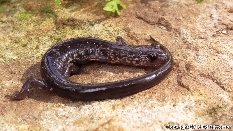 Wehrle's Salamander (Plethodon wehrlei)