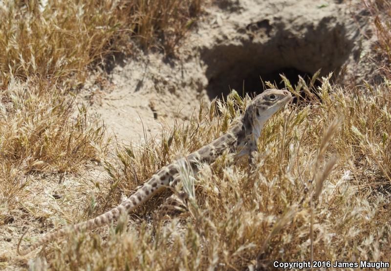 Bluntnose Leopard Lizard (Gambelia sila)