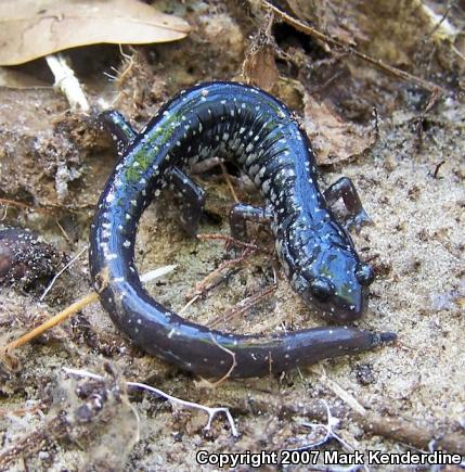 Southeastern Slimy Salamander (Plethodon grobmani)