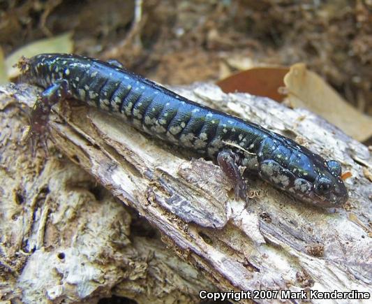 Southeastern Slimy Salamander (Plethodon grobmani)