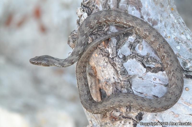 Mangrove Saltmarsh Snake (Nerodia clarkii compressicauda)