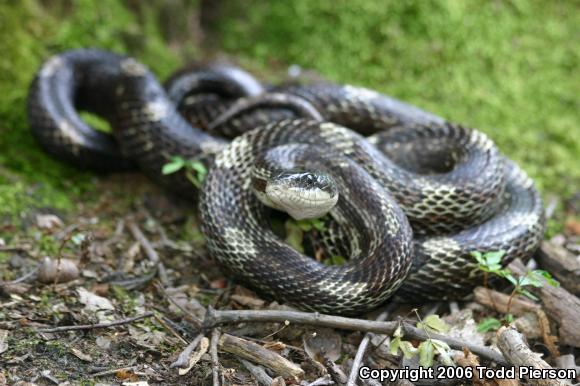 Black Ratsnake (Pantherophis obsoletus)