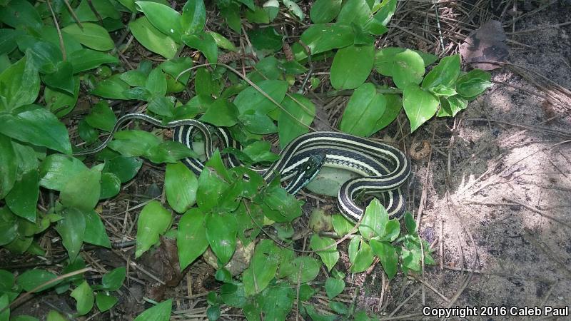 Gulf Coast Ribbonsnake (Thamnophis proximus rutiloris)